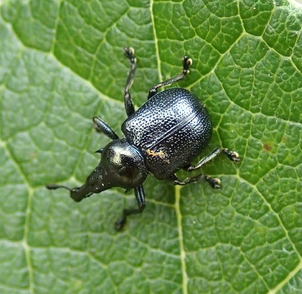 Byctiscus cf. populi - Rhynchitidae